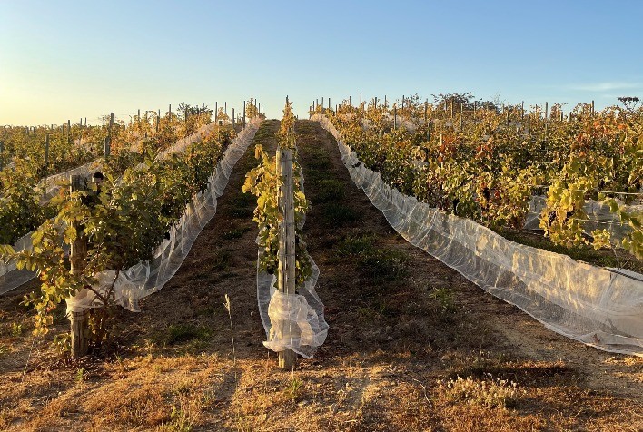 Vinhos de alto padrão ganham espaço no Cerrado goiano com tecnologia e inovação