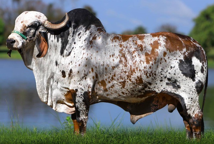 Touro Edank Jabaquara lidera Sumário de Fêmeas Jovens e fortalece Padrão GENEX no Gir Leiteiro