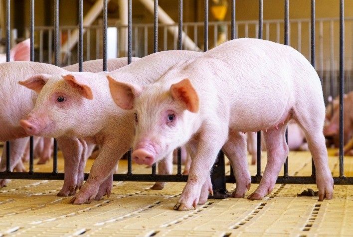 Mitos e verdades sobre imunidade e vacinação na suinocultura: guia para produtores