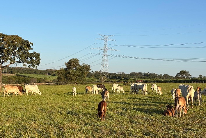 Mix de plantas impulsiona sustentabilidade e produtividade na agricultura e pecuária