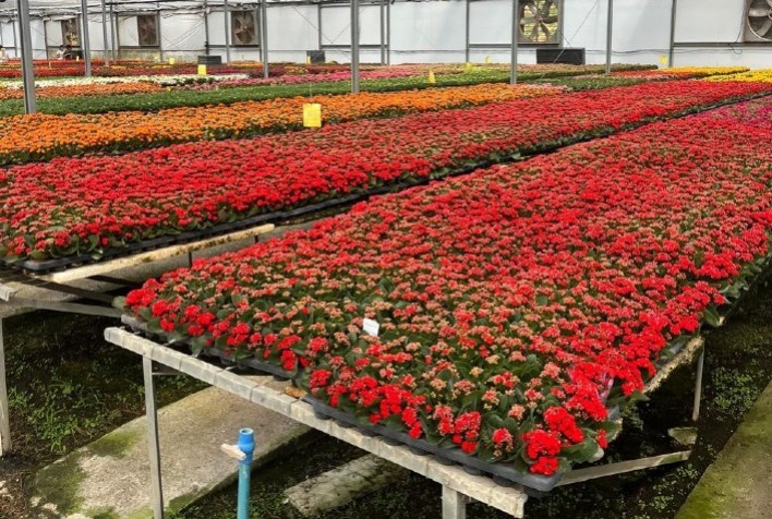 Setor de flores projeta aumento de 7% nas vendas para o Dia de Finados