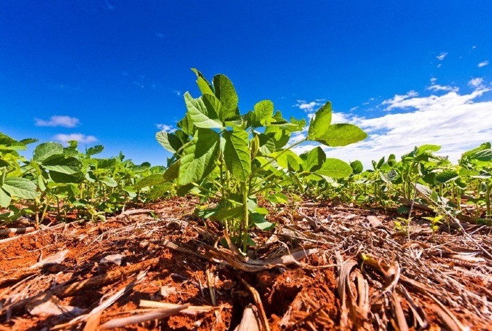 Safra de soja 2025/2026 em Mato Grosso do Sul avança em 30,9% da área plantada com influência do La Niña