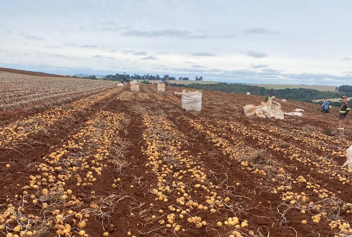 Safra de batata em Cristalina (GO) deve ser finalizada até outubro com boa produtividade