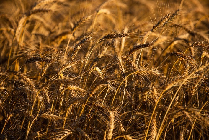 Mercado de trigo no Brasil mantém estabilidade com preços pressionados e baixa colheita