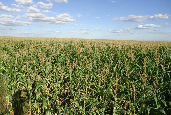 Falta de aproveitamento do nitrogênio reduz produtividade das lavouras brasileiras