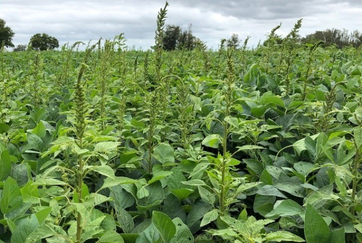 Caruru-palmeri: ameaça crescente à soja e desafios para o manejo agrícola no Brasil