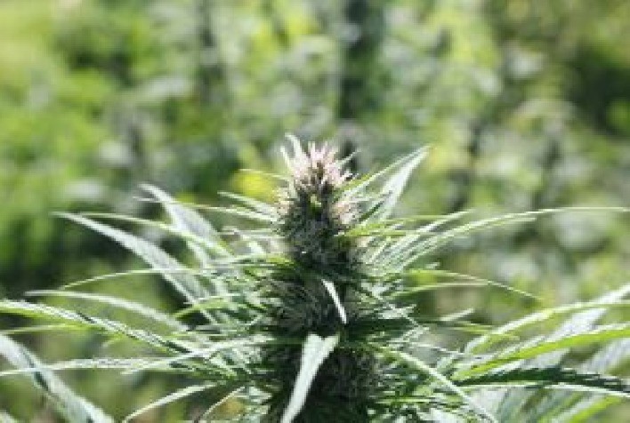 Pesquisadores destacam obstáculos para estudos científicos com cannabis no Brasil e defendem regulamentação