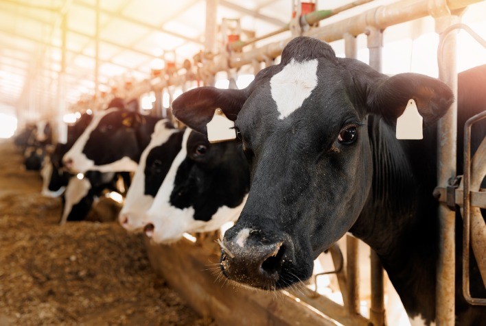 Aminoácidos encapsulados aumentam produtividade e receita de vacas leiteiras, aponta estudo