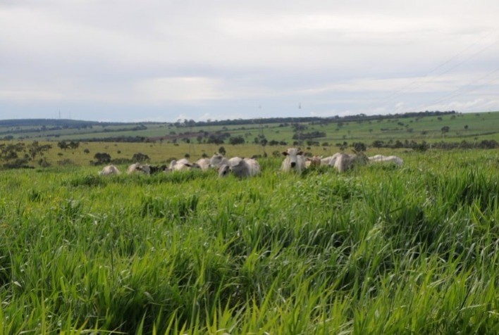Chuvas iniciam período ideal para formação de pastagens no Brasil