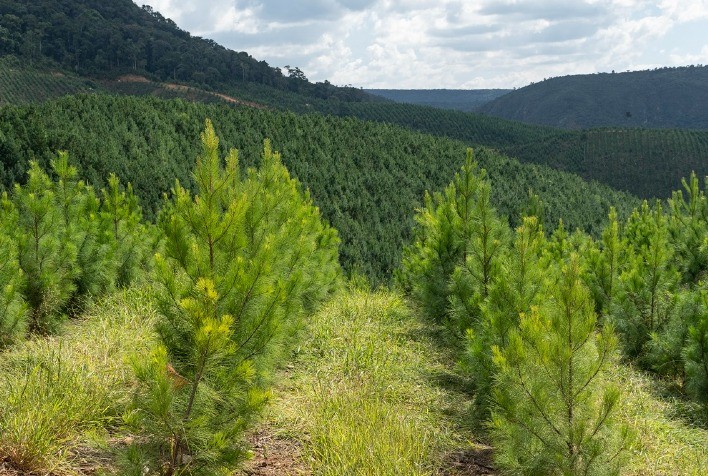 Paraná sedia workshop da Expedição Silvicultura para debater inovação e produtividade em florestas plantadas