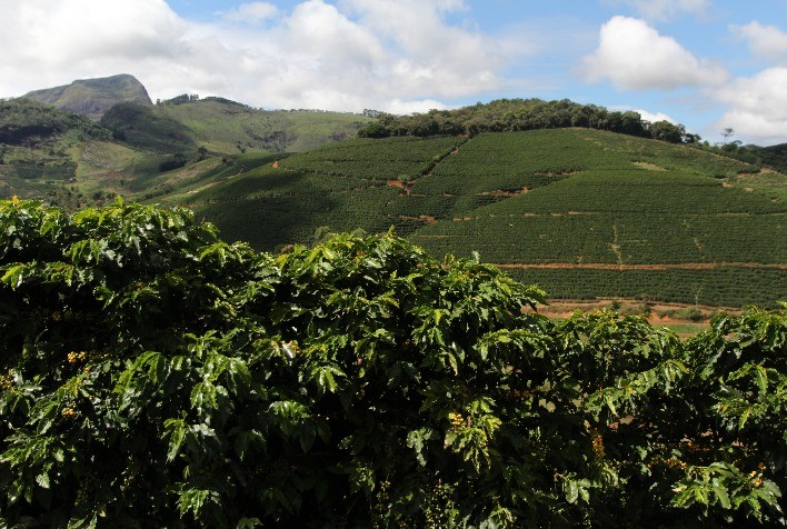 Cafés das Matas de Minas se destacam no Cupping ATeG 2025