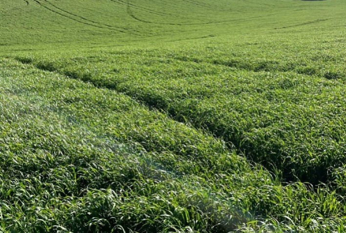 SCV promove Dia de Campo com foco em inovação e agricultura regenerativa no RS