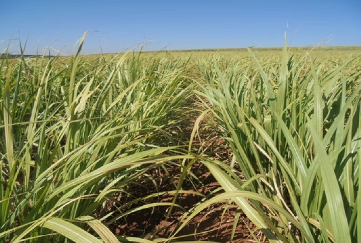 UFSCar lança 18 novas variedades de cana com foco em produtividade e sustentabilidade