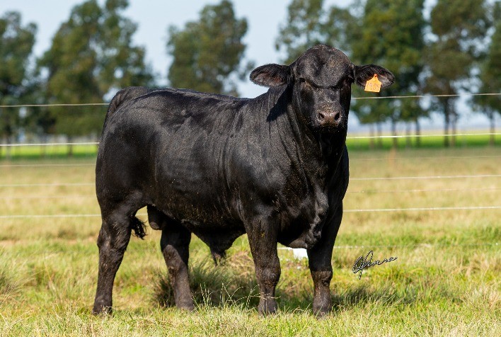 Rincon Rocks oferece touros prontos para reprodução em leilão online