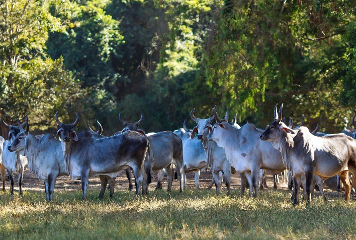 Controle estratégico da mosca-dos-chifres no período chuvoso aumenta produtividade e bem-estar do gado