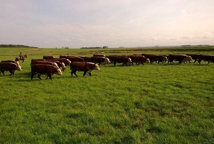 Início do período de chuvas marca melhor janela para formação de pastagens no Brasil