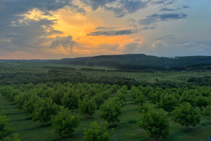 2º Enapecan Debaterá Inovação e Sustentabilidade na Pecanicultura do Sul do Brasil