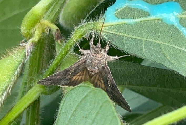 Controle de lagartas começa na fase de mariposa e reduz aplicações de inseticidas, apontam especialistas