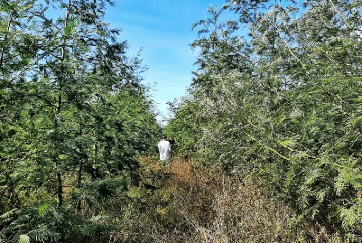 Produção de acácia-negra, eucalipto e pínus mantém estabilidade no RS, com manejo focado em toras menores