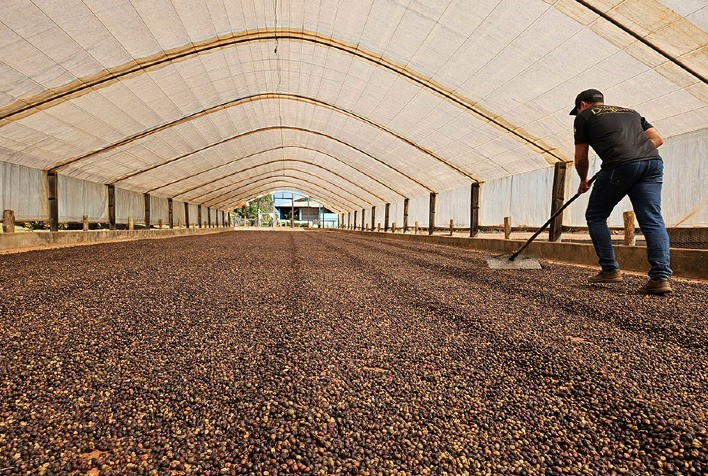 Cafeicultura nas Matas de Rondônia apresenta crescimento robusto e sustentável