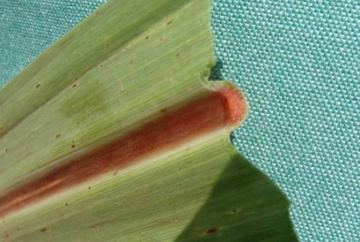 Doença representa risco significativo aos canaviais