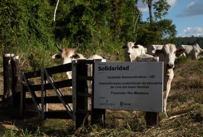 Produtividade da pecuária familiar na Amazônia cresce 64% com agricultura regenerativa