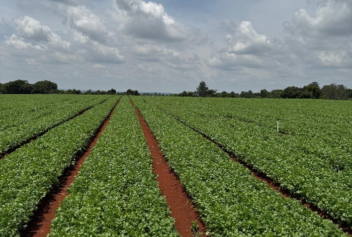 Variedade Coimbra Eleva Rentabilidade do Cultivo de Coentro no Sudeste e Sul do Brasil