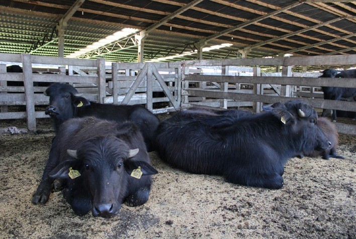 Encontro de Bubalinocultores no Ceará discutirá alimentação de búfalas e manejo de pastagens