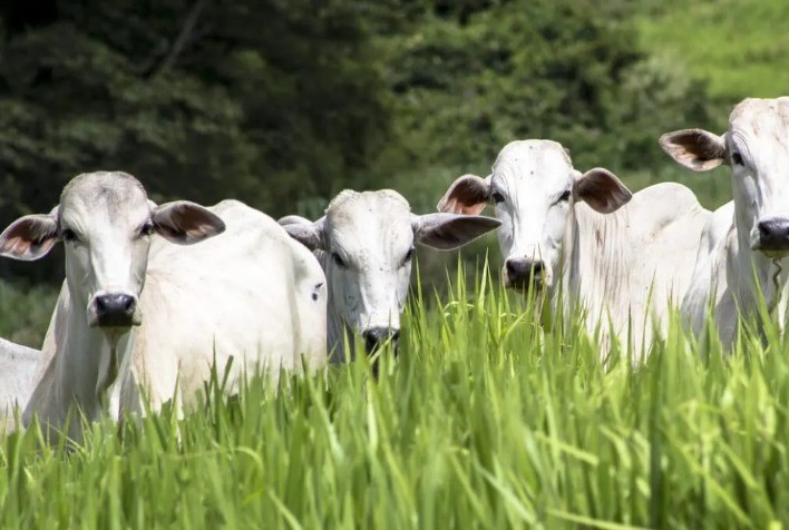 Seca no Nordeste e Centro-Oeste Desafia Pecuaristas, e Tecnologia Ajuda a Manter Pastagens Produtivas