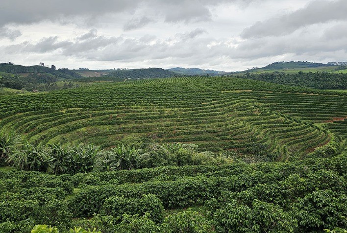 Sensoriamento remoto com IA permite mapear pequenos cafezais com alta precisão