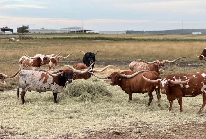 Texas Longhorn cresce 360% no Brasil e fortalece presença nacional com genética e parcerias estratégicas
