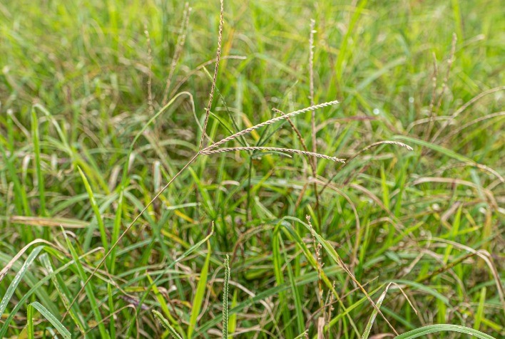 Capim-pé-de-galinha ameaça lavouras de algodão e exige manejo integrado para manter produtividade