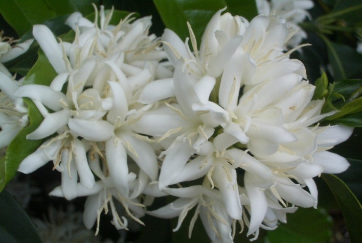 Inseticida Trebon® 100 SC protege culturas de café e citros com alta seletividade e amplo espectro