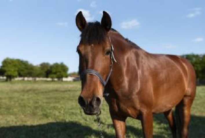 Tétano em cavalos: prevenção é a única defesa contra doença de alta letalidade