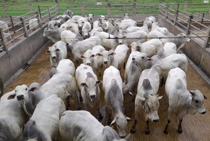 Circuito Nelore de Qualidade chega a Itapetinga (BA) com avaliação de quase 1.000 animais