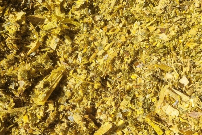 Silagem de qualidade: do corte ao armazenamento, cuidados são essenciais para a produtividade bovina