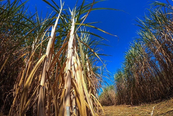 Manejo de plantas daninhas pós-seca é essencial para canaviais mais produtivos, aponta especialista