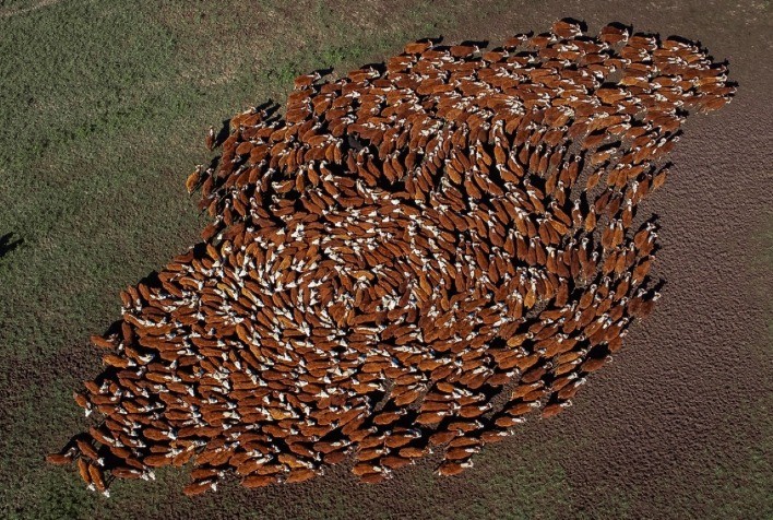 ABHB alcança um milhão de registros de animais Hereford e Braford no Brasil