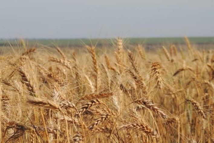 Paraná pode registrar recorde histórico de produtividade do trigo em 2025