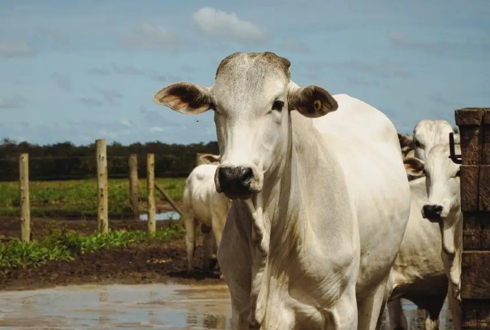 Brasil destaca protagonismo sustentável da pecuária no World Meat Congress 2025, em Cuiabá