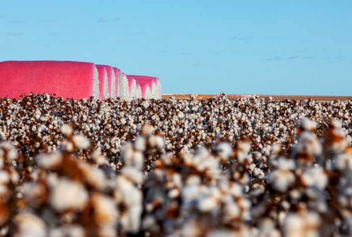 Algodão mato-grossense perde competitividade externa, mas caroço registra valorização com alta demanda por óleo