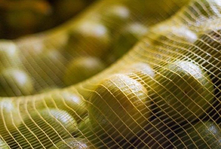 Demanda enfraquecida derruba preços da laranja no mercado de mesa, aponta Cepea