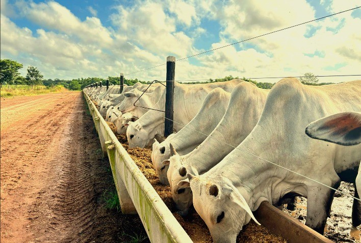 Liderança do Brasil no gado de corte impulsiona inovação em nutrição animal para pecuária tropical