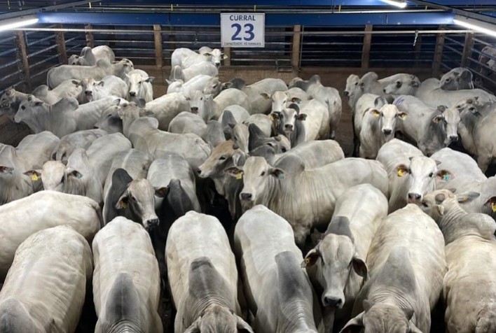 Circuito Nelore de Qualidade 2025 avalia 760 animais em Alta Floresta e destaca excelência genética