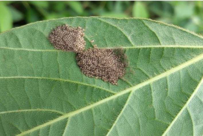 Sugadores ameaçam produtividade da soja no Brasil e exigem manejo integrado neste período do ano