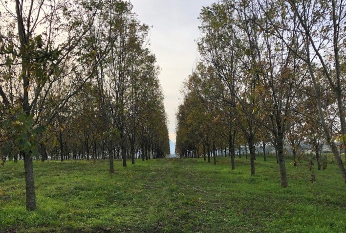 Visita técnica ao pomar LM Parceria Rural será destaque do 2º Enapecan em Cachoeira do Sul