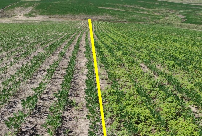 Amaranthus avança no Brasil e alerta para manejo eficiente de plantas daninhas