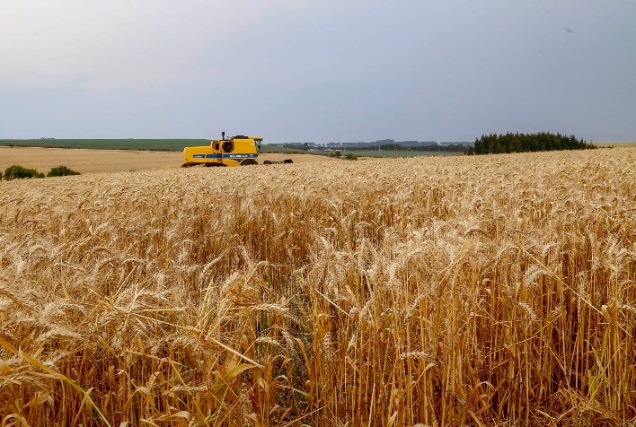 Trigo do Paraná caminha para safra recorde de produtividade, aponta Deral