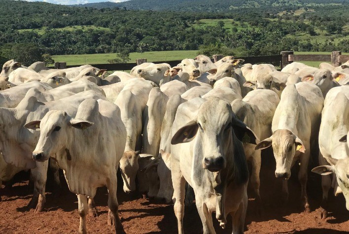 Mercado de boi gordo fecha outubro com valorização da arroba impulsionada por exportações aquecidas