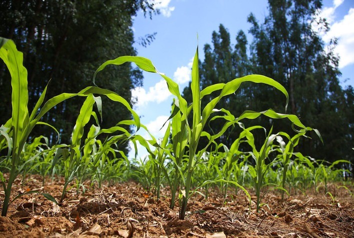 Plantio da safra de milho 2025/26 no Centro-Sul do Brasil alcança 67,8% da área prevista, aponta Safras